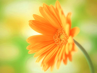 FLOWER2.GIF